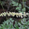 Cimicifuga yunnanensis flower, a woodland plant. Its close American relatives are known as cohosh or bugbane