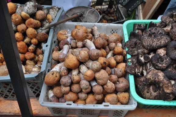 Leccinum, Rozites emodensis / Himlayan Gypsies, and Sarcodon / Hawkswings on the market in Kangding