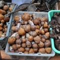 Leccinum, Rozites emodensis / Himlayan Gypsies, and Sarcodon / Hawkswings on the market in Kangding