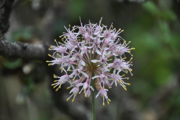 Looks like an Allium prattii to me, but there is many different species of wild onions.