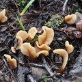 Spathularia flava, a common fungus in East Tibet