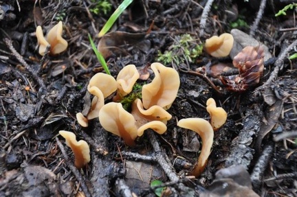 Spathularia flava, a common fungus in East Tibet