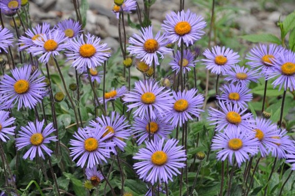 A lovely group of Asters (Erigeron sp.)
