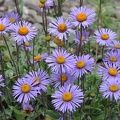 A lovely group of Asters (Erigeron sp.)
