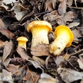 Chanterelles! Maybe something like Cantharellus minor, I am not sure.