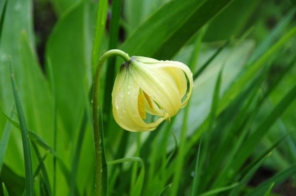 Lilium lophophorum, a small Lily around 15 to 30cm tall