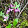 An orchid, maybe an Orchis