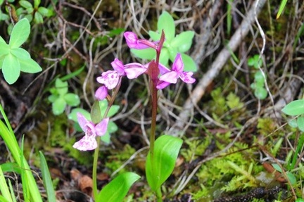An orchid, maybe an Orchis