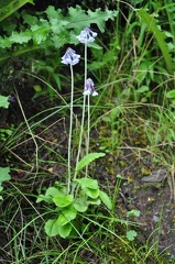A blue Primula