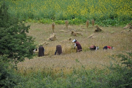 Tibetan farmers cutting their barley with scythes