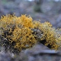 A cool lichen, may be a Lethariella, but that is just a guess...