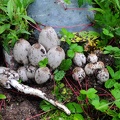 Coprinopsis atramentaria, the ink cap or Tipplers bane, which is also distributed in Europe and North America