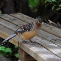 A spotted laughing thrush, most of the time they are very shy, but not in this sanctuary