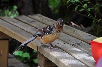 A spotted laughing thrush, most of the time they are very shy, but not in this sanctuary