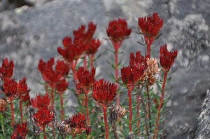 Rhodiola, a rose-root. 