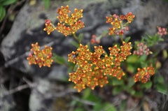 A tiny flowered, but great colored Sedum found in 4500m.