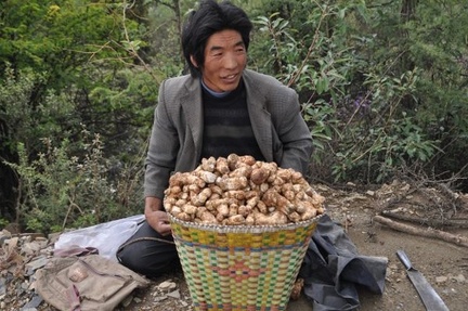 Matsutake collector with their heavy harvest waiting until his buddy comes by motorcycle to fetch him.