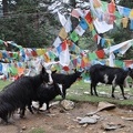 Goats and prayer flags