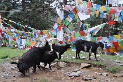 Goats and prayer flags