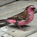 A curious, hungry finch that ran between our feet