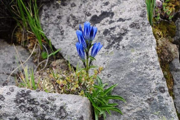 Gentiana atunsiensis, one of my favorite Gentians. Loves to grow above 4200m!