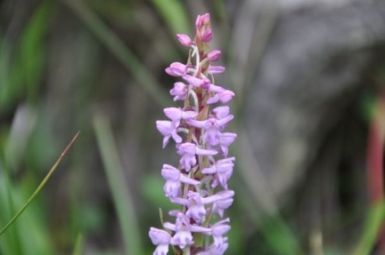 Gymnadenia orchidis - I love finding orchids! Check out my Tibetan Orchid page.