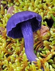 Finding the amazing Laccaria amethystea is always a treat! Luckily it is not rare.