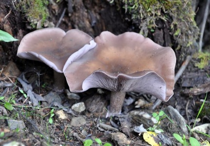 Lepista nuda, the Blewit growing along the path in Nyade, Chinese: Yading