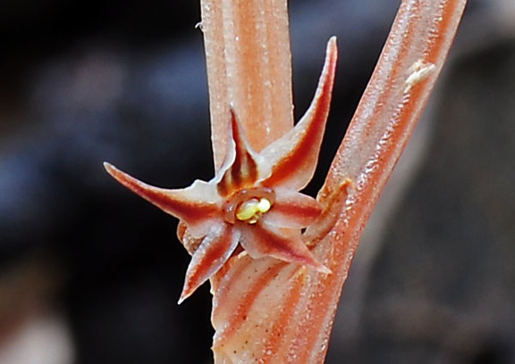 Flower of Neottia acuminata that is distributed from the Himalayas to Korea and East Sibirea