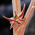 Flower of Neottia acuminata that is distributed from the Himalayas to Korea and East Sibirea