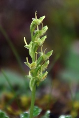 A tiny orchid seen Nyade