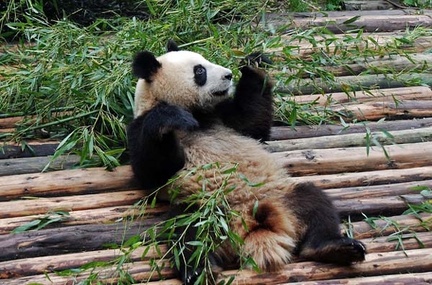 Panda (Ailuropodus melaonleuca) reclining in Chnegdu Panda Breeding Center