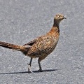 A Pheasant (Phasanius colchicus) crossing the road.