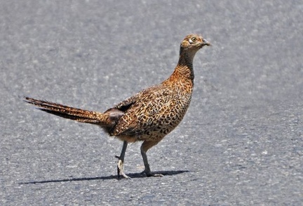 A Pheasant (Phasanius colchicus) crossing the road.