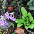 A small Primula common in Nyade / Yading> I wishe di could attach a name!