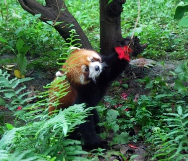 Red Panda (Ailurus fulgens) checking out flower at teh Panda center