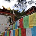 Ringha Gompa with prayer flags. We met lots of animals and mushrooms there.