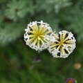 Stellera chamaejasme, with yellow and white flowers