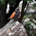 White-capped River chat or Red start. They love hanging around creeks, but are very shy.
