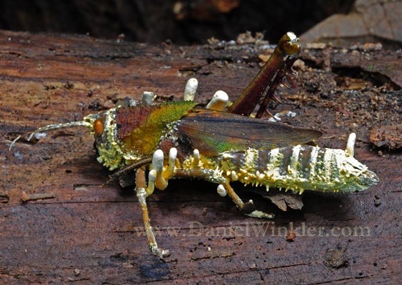Cordyceps grasshoper DW S