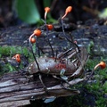 Ophiocordyceps on bug S