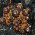 Balanophora fungosa var. indica