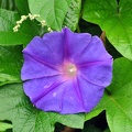 Ipomea flower Munnar
