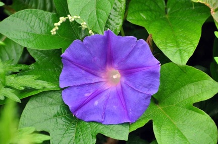 Ipomea flower Munnar