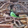 Parrot Qutb Minar wall