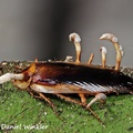 Ophiocordyceps blattae on cockroach DW M