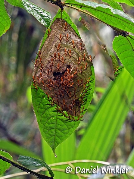 Wasp nest Cr Dw Ms.jpg
