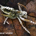 Beauveria grasshopper 