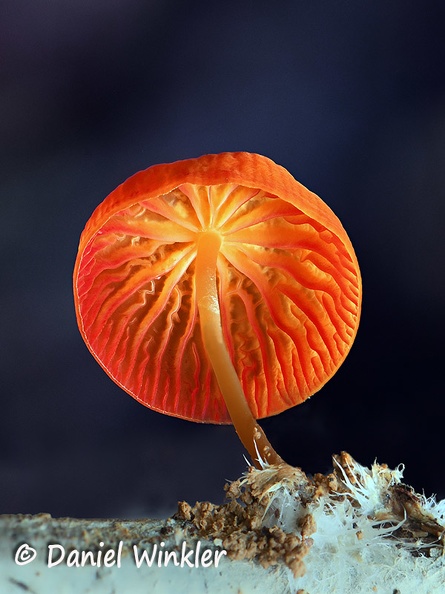 Marasmius orange hymenium HA EDD DW Ms.jpg