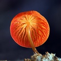 Marasmius ruber, what a spectecular mushroom